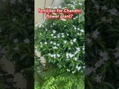 How to get huge flowers in chandni flower plant #gardening #flowers #blog