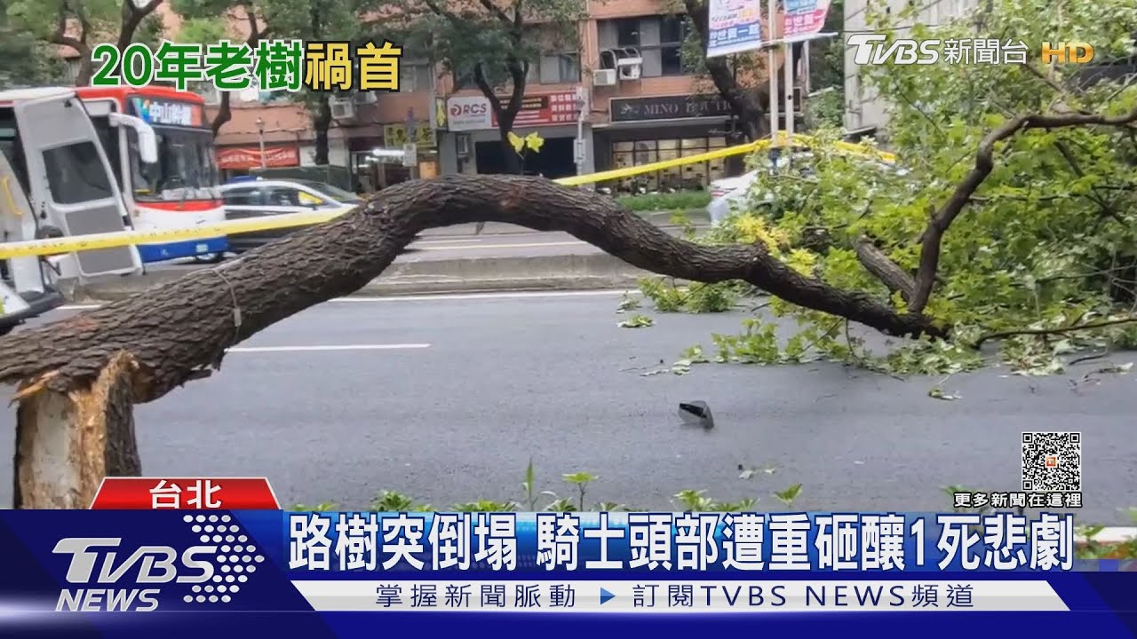 路樹突倒塌 騎士頭部遭重砸釀1死悲劇