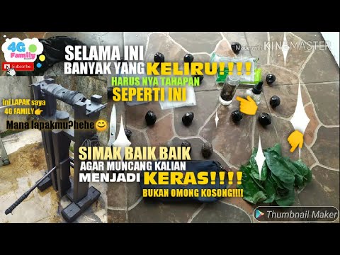 download lagu mp3 mp4 Cara Merawat Muncang Adu, download lagu Cara Merawat Muncang Adu gratis, unduh video klip Cara Merawat Muncang Adu