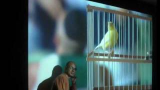 caetano veloso - um tom