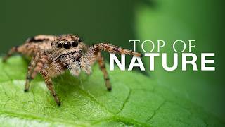 The Weird Senses Animals Use to Survive