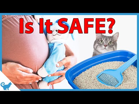 What you can do to stay SAFE while pregnant with cats
