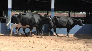 Vídeo 87 - 1ª ETAPA MEGA LIQUIDAÇÃO TOTAL AGROPECUÁRIA MARAJOARA - DIA 4 | GADO GIROLANDO E HOLANDÊS