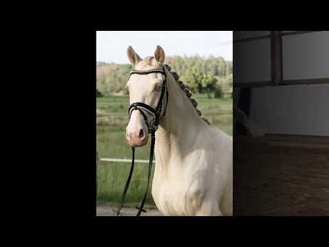 COLOUR ME GOLD 5j. Cremellowallach v. Casino de Luxe - FS Champion de Luxe