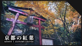 京都の美しい紅葉に囲まれた神社仏閣3選 l Beautiful Autumn Kyoto