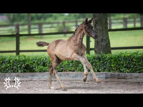 Nr. 20 Hengstfohlen "Lapagos" von Münchhausen - Millennium