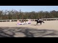 Ruin Andere paarden rassen Te koop 2020 Zwart