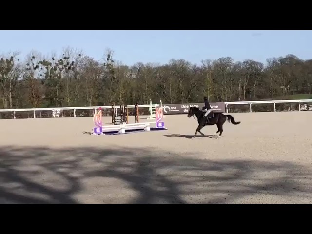 Ruin Andere paarden rassen Te koop 2020 Zwart