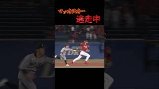 鬼ごっこに勝利したマッカスカー #shorts