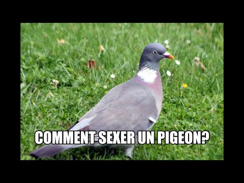, title : 'Comment sexer un pigeon? ( ramier, gascogne, paon, ...)'