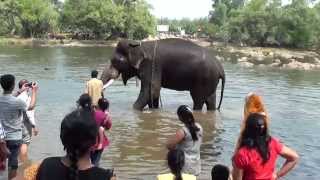 preview picture of video 'Dubare Elephant Camp Videos,Coorg - Elephant bath'