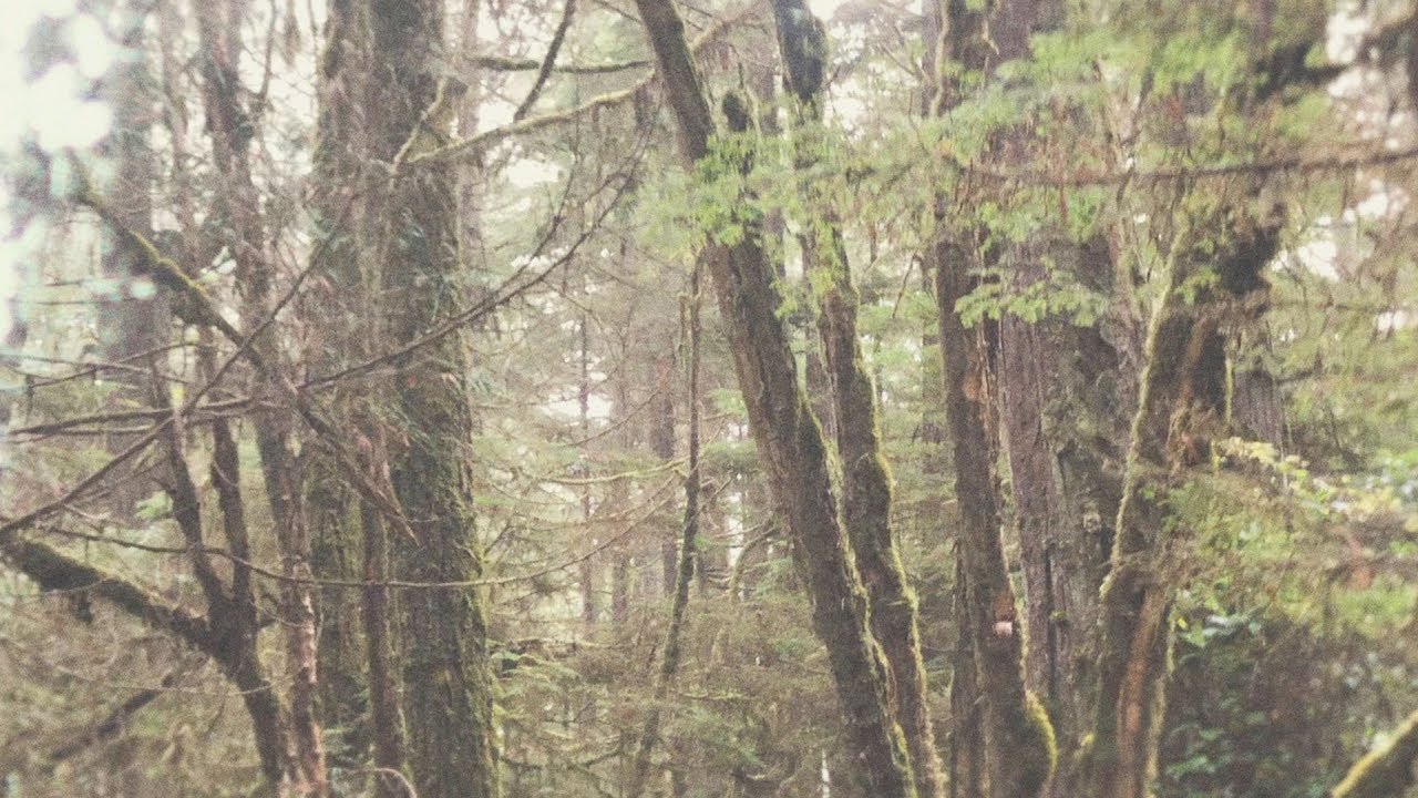 Wolf Parade - Forest Green
