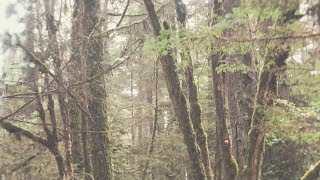 Forest Green Music Video