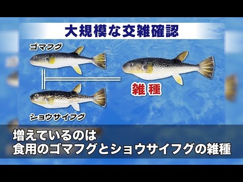 フグロイのマップ。