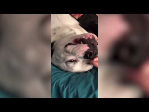 Top Funny Dog Videos That Are Guaranteed To Make You Smile   ep 49