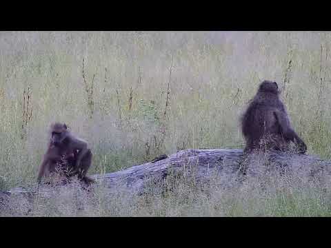 Djuma: Baboons waking up for the morning - 05:50 - 03/10/19
