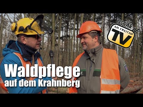 Waldpflege auf Gothas Krahnberg