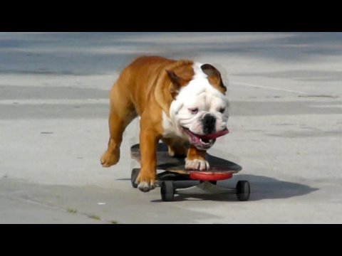 Skateboarding Dog