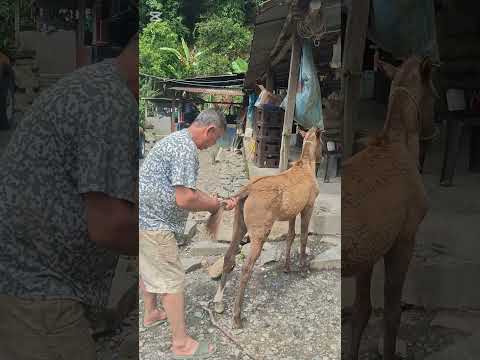 Viaje desde Yacopí a Paime  Cundinamarca  por Ibama,palmichales, Guaguaqui, Ginebra Combuco. 