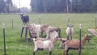 Virtual Pet Visit: Goats Galore!