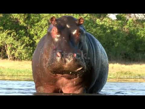 Hippopotamus:#Hipposwimming#Hippoattact.