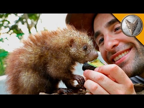 Tiny Porcupine LOVES Treats!