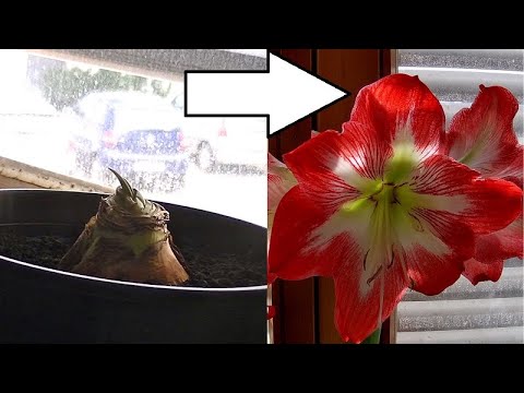 Time Lapse Of Amaryllis Plant Growing