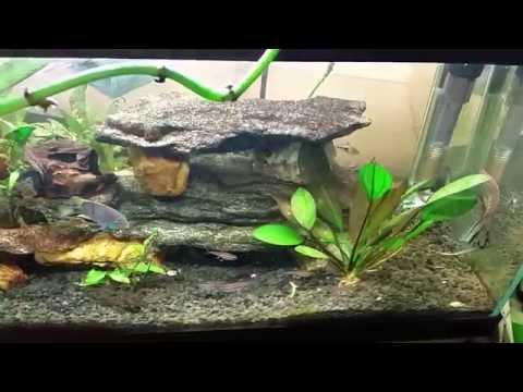 Detritus Worms in my Open-Top 20 Long.