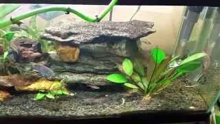 Detritus Worms in my Open-Top 20 Long.