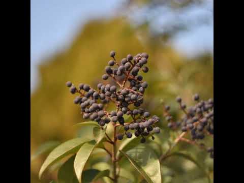 Helios 77m-4 autofocus +Nikon D7200