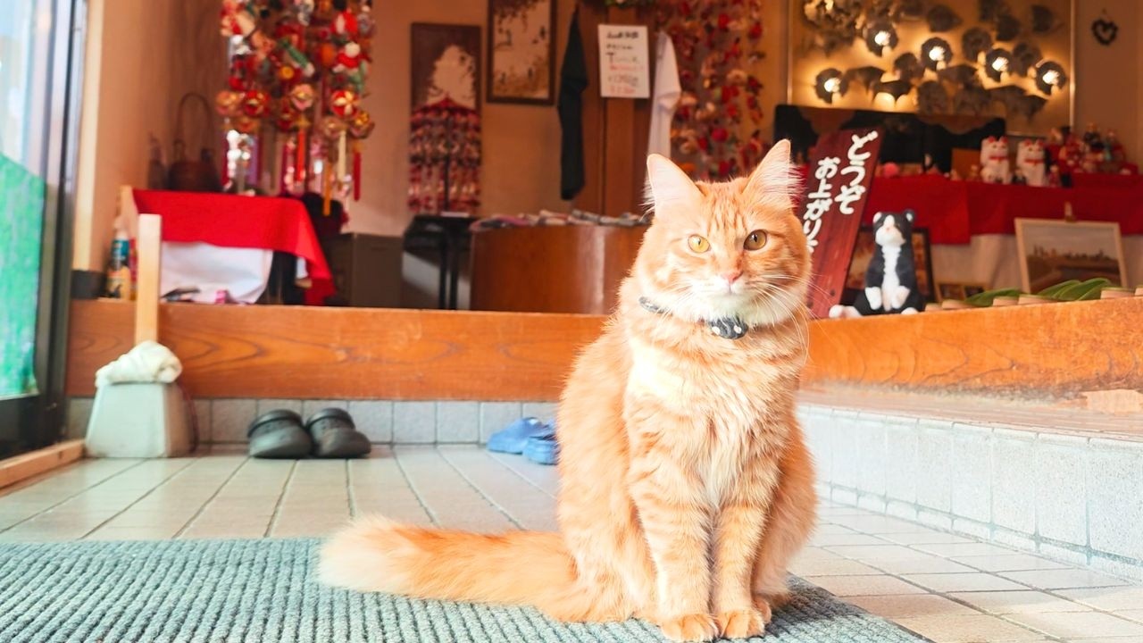 6 Cats Welcome You at This Japanese Onsen Ryokan 🐈♨️