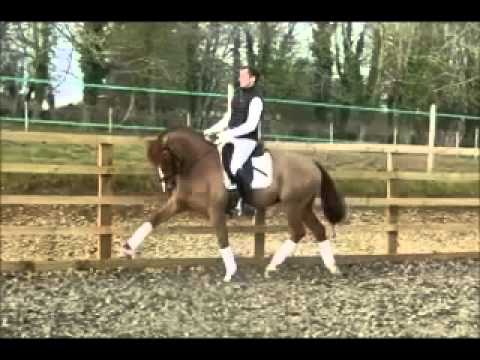 For Sale: 5-year old licensed German Riding Pony stallion