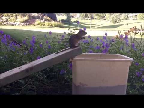 Ground Squirrel Problem Solved