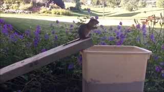 Ground Squirrel Problem Solved