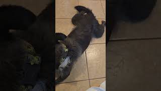 Video preview image #1 American Staffordshire Terrier-Unknown Mix Puppy For Sale in Rosenberg, TX, USA