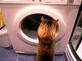 Marsi And A Washing Machine