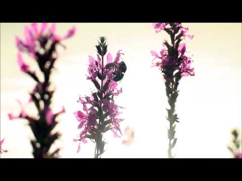 Soothing Piano Music -  Frederic Chopin - Andantino 'Spring', B. 117 (Wiosna)