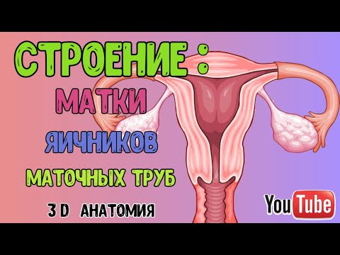ЖЕНСКАЯ ПОЛОВАЯ СИСТЕМА