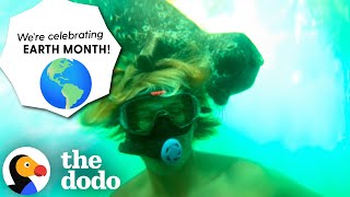 Wild Seal Swims Up To Diver To Tickle Him | The Dodo