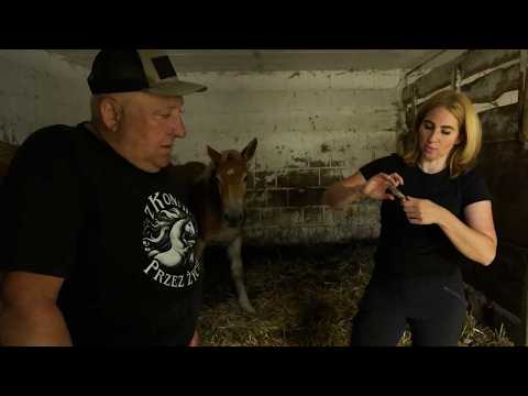 The foal and its genes 🐴