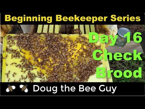 Beginning Beekeeping Series Episode 13: Checking for Brood and Queen Bee Supersedure