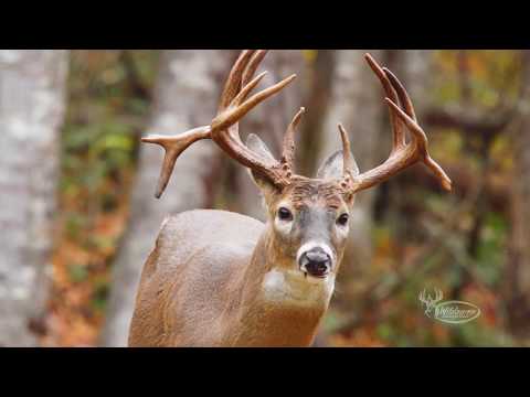 The NEW Insite Trail Cameras by Wildgame Innovations