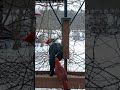 Cardinal Photobombs Giant Pileated  Woodpecker at the #cornellfeeders #birds #wildlife #livestream