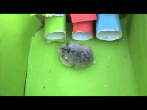 HAMSTERSON: Speeldag 5 JUPILER PRO LEAGUE