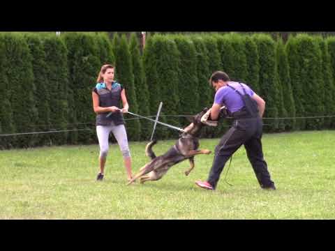 Marcus z Jukasu - protection on summer camp 2017 - 16 months