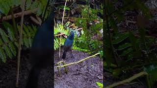 Download lagu cingcoang biru muda hutan di alam liar mp3 Download lagu cingcoang biru muda hutan di alam liar mp3