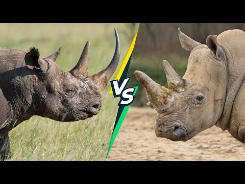Black Rhino vs White Rhino: What's the Difference?