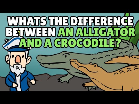 Difference Between Alligator and Crocodile? | Cayman Animal