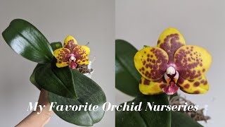 Where to buy Orchids? | My Favorite Orchid Nurseries - Expanding Your Collection