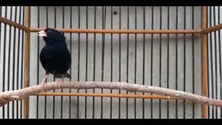 Download lagu MASTERAN BURUNG INDIGO VILLAGE GACOR SPED RAPAT mp3